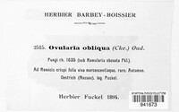 Ramularia obliqua image